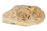 1.2" Ordovician Gastropod (Trochonema) Fossil - Wisconsin - #203672-1